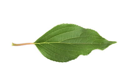 Fototapeta na wymiar Green rose leaf isolated