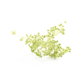 Decorational flower branch isolated