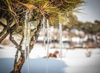 Icicles dangling from the tree
