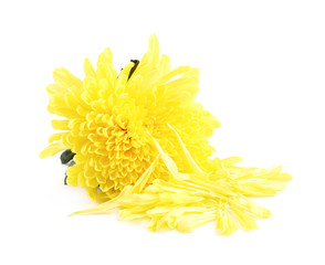 Yellow Chrysanthemums flower isolated