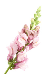 Naklejka na ściany i meble Pink flower bud isolated