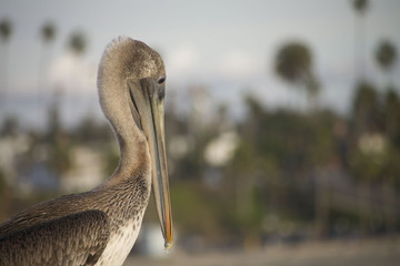 Portrait of Pelican Side View on Left
