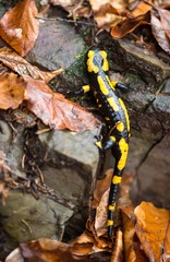 Feuersalamander (Salamandra salamandra terrestris) kriecht über altes Laub, Harz, Ostharz, Sachsen-Anhalt, Deutschland, Europa 