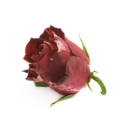 Red rose bud isolated