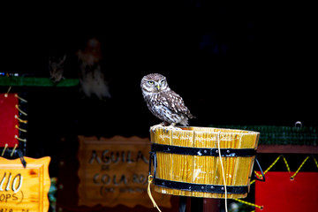 owl looks forward while in a raptor exhibition