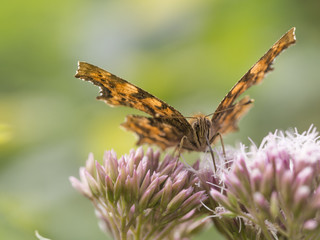 Schmetterling mit ausgebreiteten Flügeln saugt Nektar aus einer Blüte.