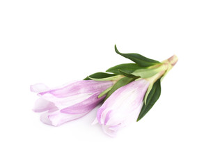 Violet flower bud isolated