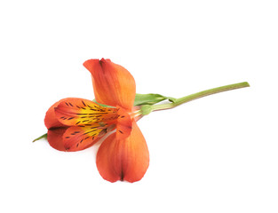 Red Alstroemeria flower isolated