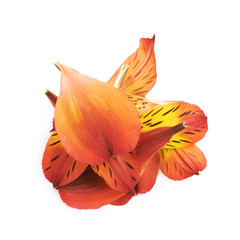 Fototapeta na wymiar Alstroemeria flower's petals isolated