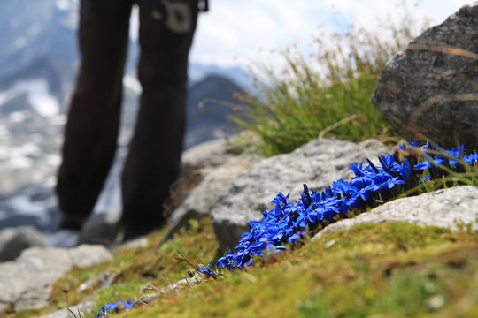 Trekking Petite Gentiane