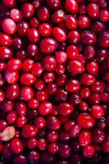 Berries of a cranberry background