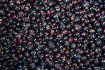 Black currant background