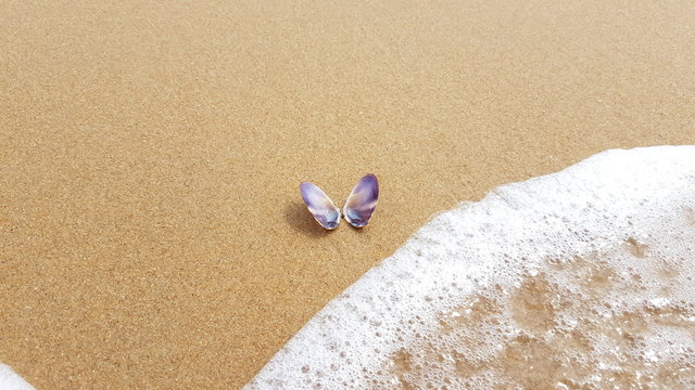 Schmetterlingsmuschel am Strand