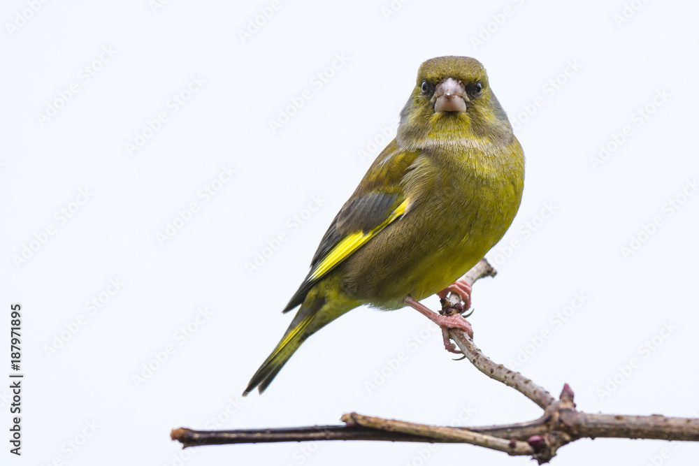 Poster a portrait of a greenfinch perched on a branch looking forward isolated against a plain sky