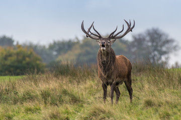 A red deer stag full portrait standing in grassland and snorting facing forward with mouth open