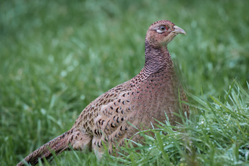 A close up side view of a female pheasant in the grass looking to the right