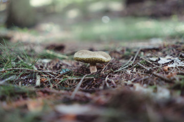 Deep forest with mushroom