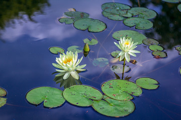 Beautiful white water lily flowers and green leaves on the pond surface with blue sky and clouds reflecting on water surface