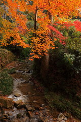 Colored leaves and mountain stream