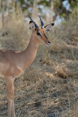 Naklejka na ściany i meble Antelope in Africa
