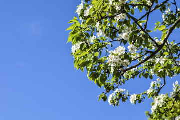 Spring