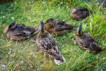 Beautiful duck are resting on the grass