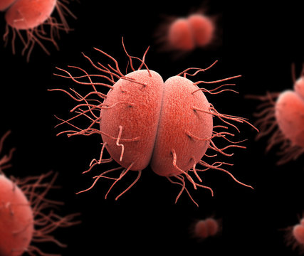 Bacteria Neisseria gonorrhoeae or Neisseria meningitidis, gonococcus and meningococcus