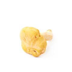 Yellow chanterelle mushroom isolated