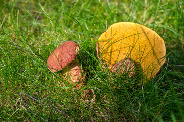 Mushrooms grow in the forest on the grass