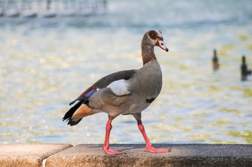 Fulvous whistling-duck Dendrocygna bicolor in beautiful colors and funny face