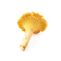 Yellow chanterelle mushroom isolated