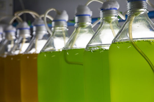 Marine plankton culture in laboratory