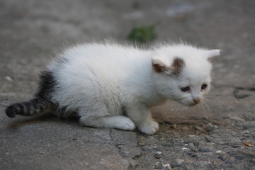 Naklejka na ściany i meble White sad kitten