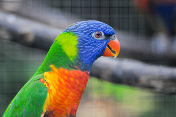 Beautiful blue and yellow Macaw sitting on cage.