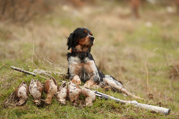hunting dog epagnol Breton on the hunt for bird