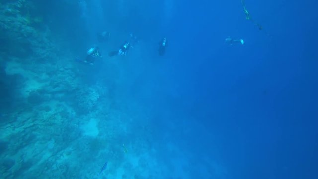 group of divers under water