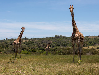 Three giraffes standing in grass and facing towards camera