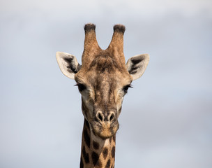 Detailed shot of Giraffe head