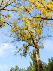 Fonti del Clitunno in Umbria, Italy