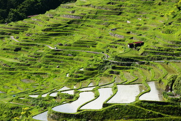 terraced paddy field in Mie