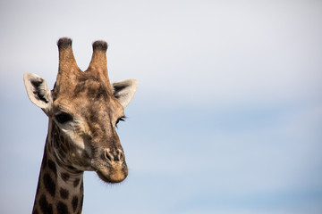 Detailed shot of Giraffe head