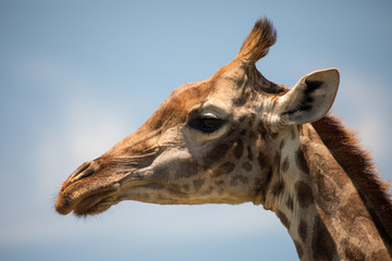 Profile shot of Giraffe head