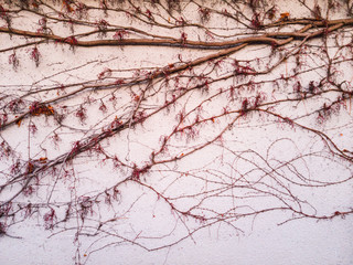 A drawing on a white and pink wall obtained from creeping bare branches of a vineyard leafless.