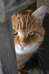 Orange cat hiding