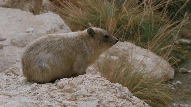 A Rock Hyrax sitting on a rocks in the Ein Gedi National Park.