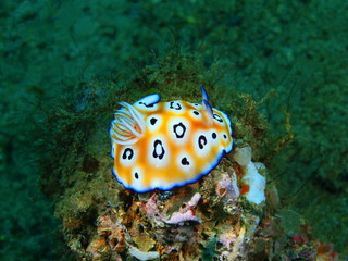 True sea slug