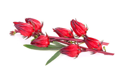 Hibiscus sabdariffa or roselle fruits isolated on white background