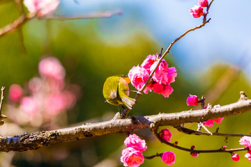 The Japanese White-eye.The background is red plum blossoms. Located in Tokyo Prefecture Japan.