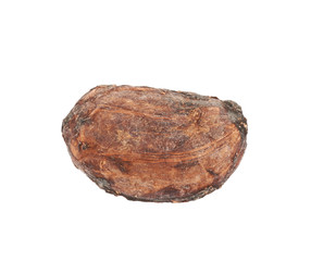 Single cocoa bean isolated