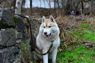 a Husky dog ??licks his small host's face in the park, a concourse of friendship